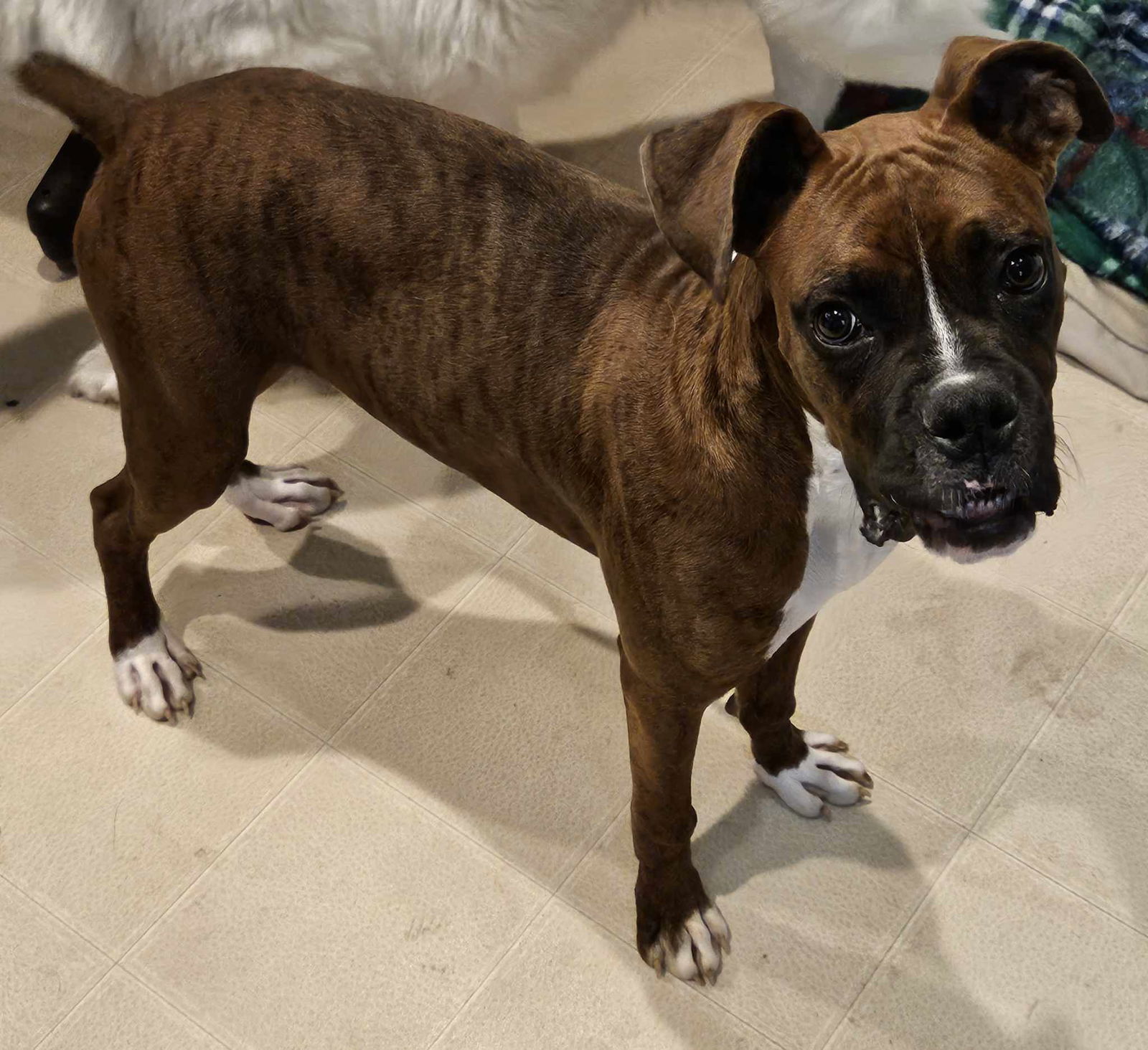 Dog for Adoption - Jax, a Boxer in Saint Paul, MN | Alpha Paw