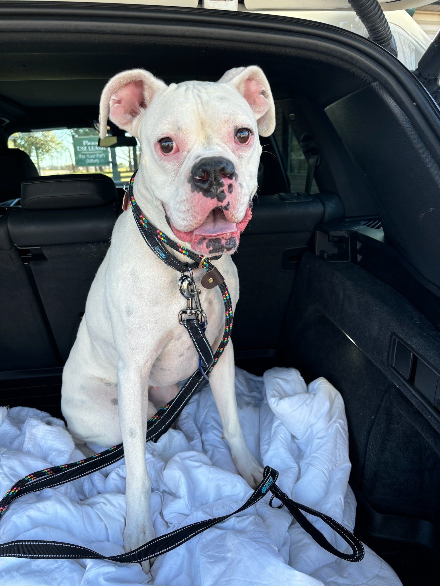 adoptable Dog in Burnsville, MN named Zeus