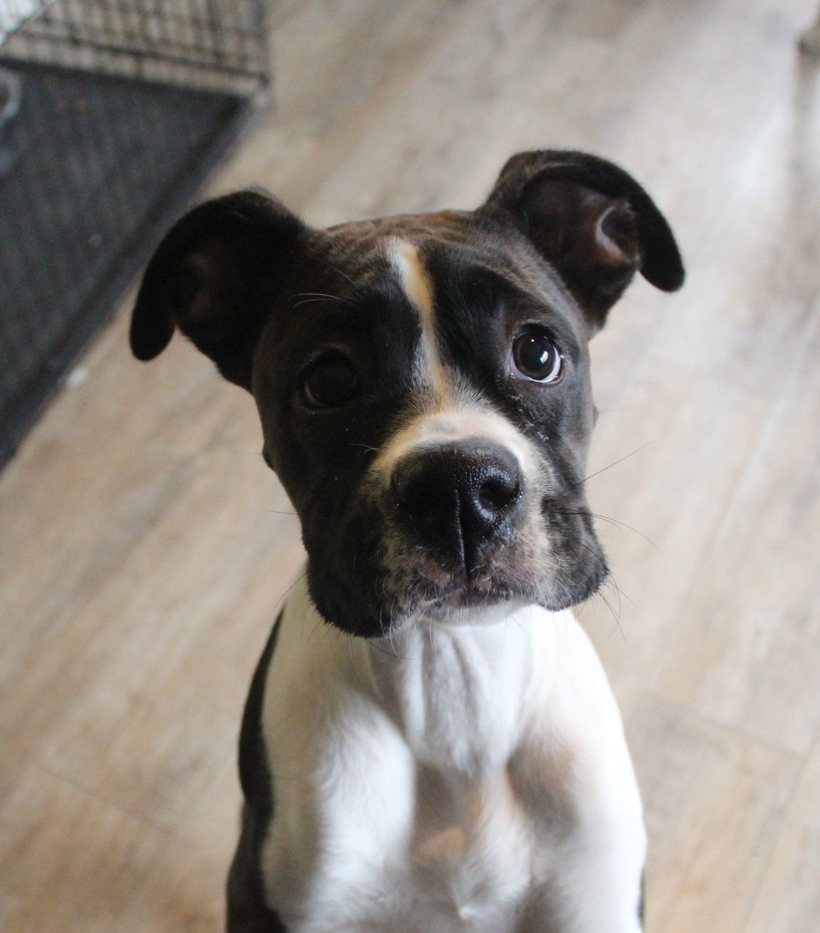 Layla Aka Jelly Bean Across America Boxer Rescue layla-aka-jelly-bean-across-america-boxer-rescue