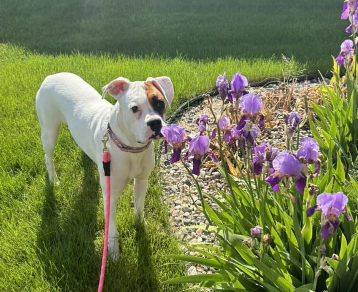 adoptable Dog in Burnsville, MN named Cleopatra