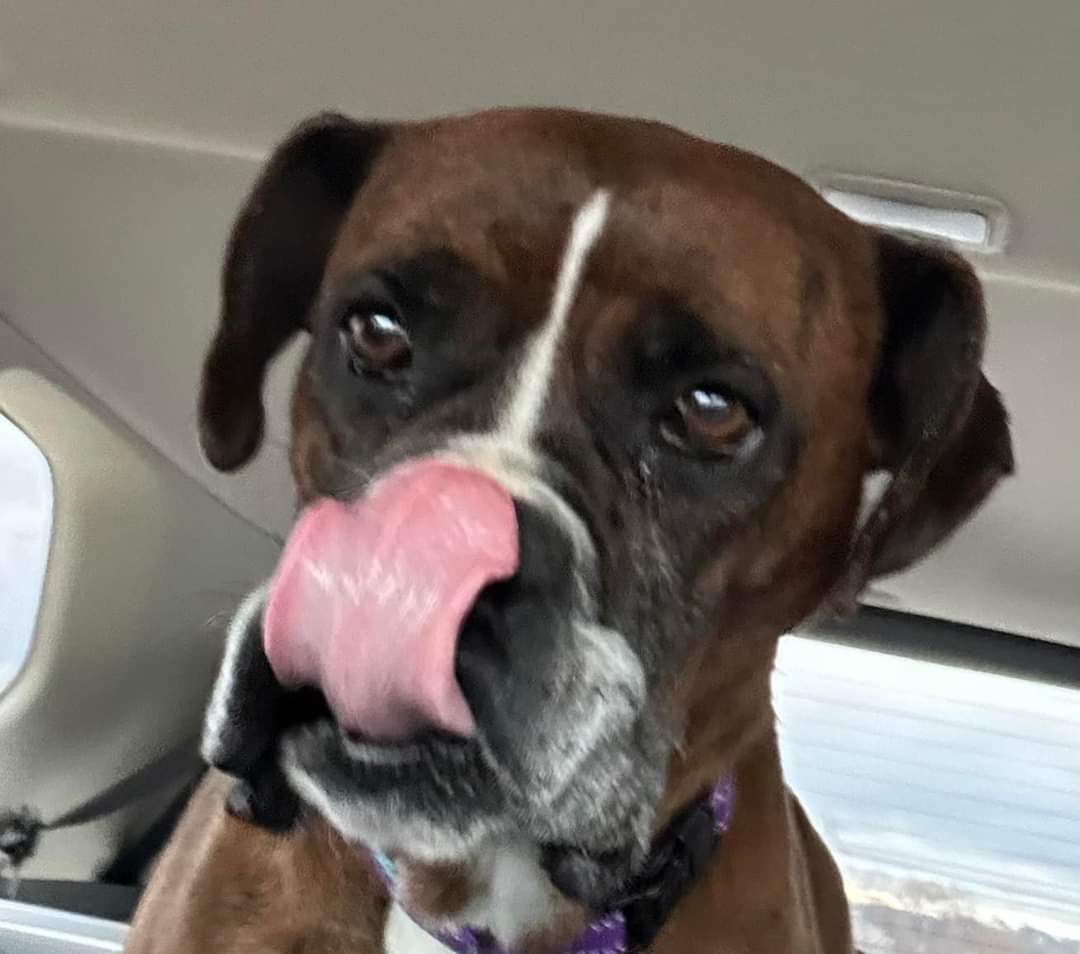 Dog for Adoption - Roxie, a Boxer in Eden Prairie, MN | Alpha Paw