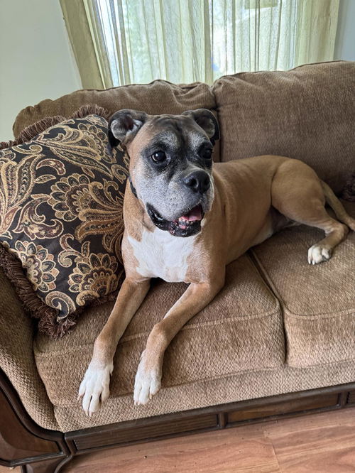 picture of the dog needing adoption