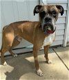 adoptable Dog in burnsville, MN named Kane