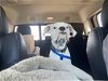 adoptable Dog in  named Luka - ADOPTION PENDING!!!
