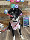 adoptable Dog in  named Rowland - ADOPTION PENDING!!!