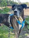 adoptable Dog in  named Roger - ADOPTION PENDING!!