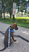 adoptable Dog in , MN named Aaron - ADOPTION PENDING!!!