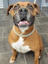 Rufus - ADOPTION INTEREST!!