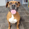 Rufus - ADOPTION INTEREST!!