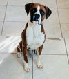 Willis - IN A FOSTER TO ADOPT HOME!!