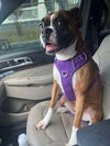 Dolly - IN FOSTER TO ADOPT HOME!!