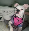 Emmie - ADOPTION PENDING!!