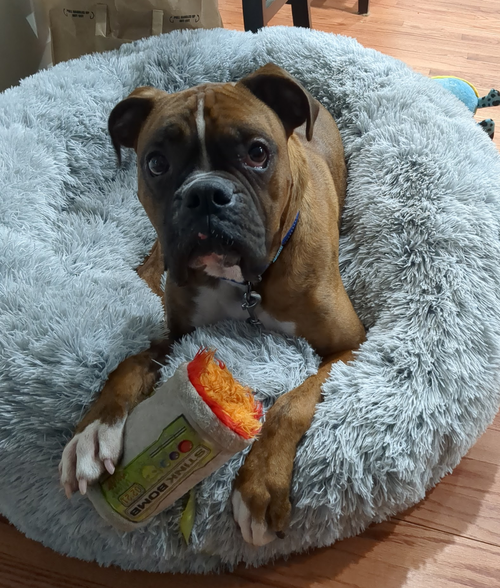 picture of the dog needing adoption
