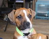 Larry - ADOPTION PENDING!!!