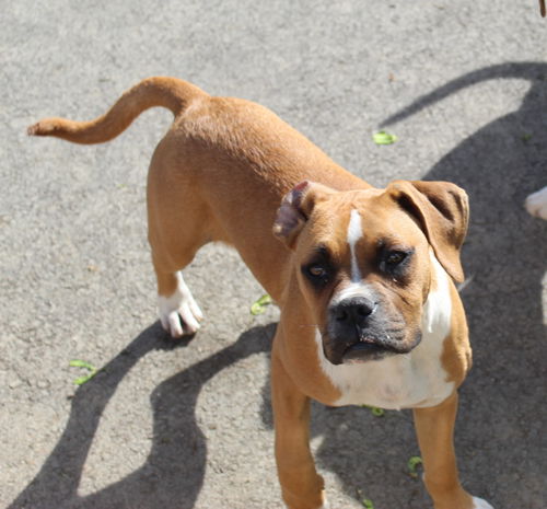 picture of the dog needing adoption