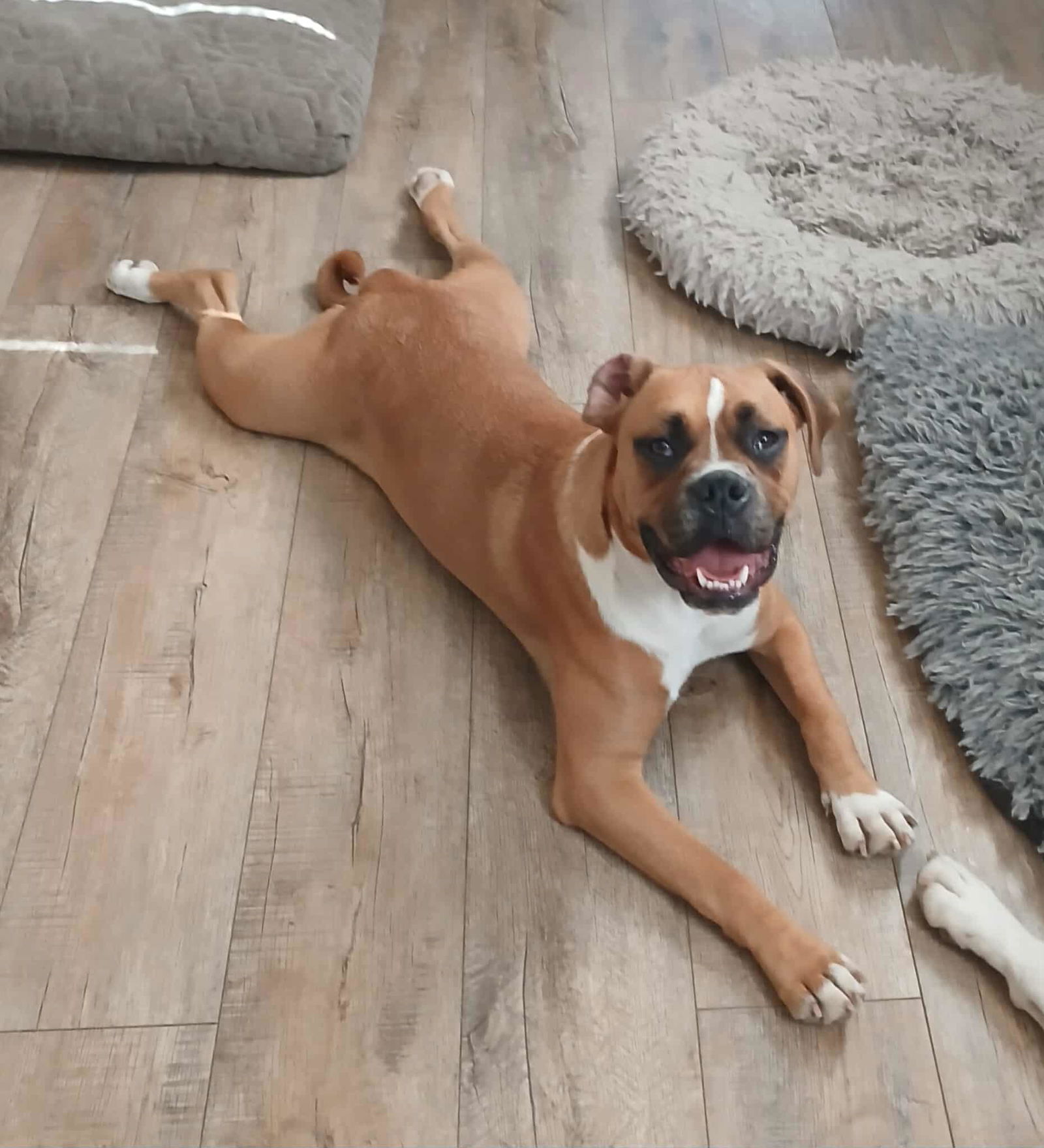 adoptable Dog in Burnsville, MN named Curly