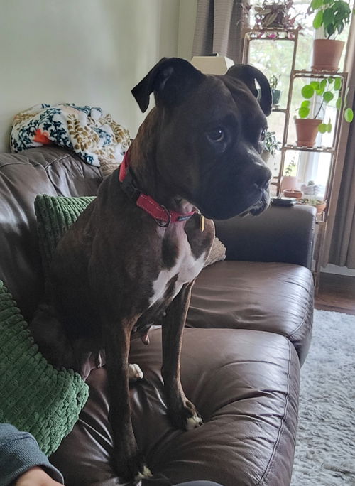 picture of the dog needing adoption