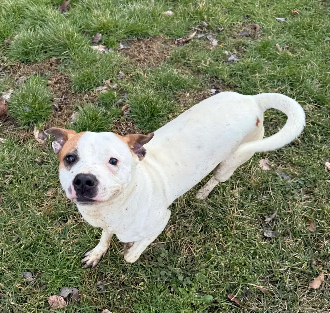 Miller - Boxer