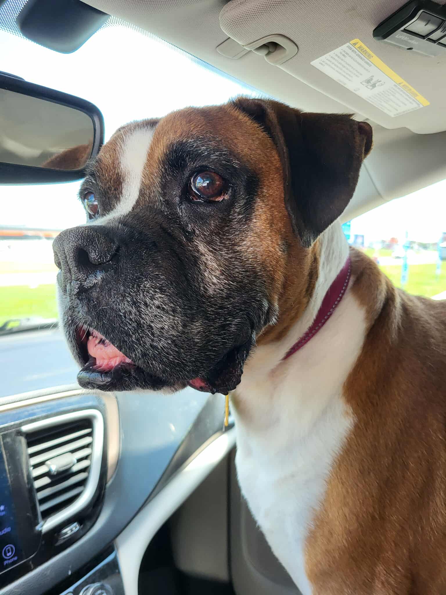 adoptable Dog in Burnsville, MN named Boris