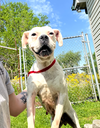 Natasha - FOSTER OR ADOPT ME!!
