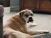 Brutus - Photo 3