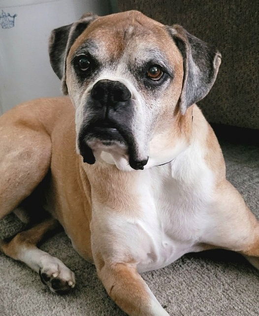 adoptable Dog in Burnsville, MN named Brutus