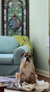 Brutus - Photo 4