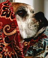 Brutus - Photo 5