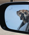 Brutus - Photo 7