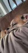 Brutus - Photo 8