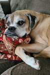 Brutus - Photo 1