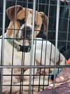 Gus - FOSTER OR ADOPT ME!!