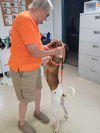 Gus - FOSTER OR ADOPT ME!!