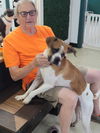 Gus - FOSTER OR ADOPT ME!!
