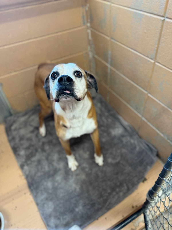 Winnie Pop - ADOPTION PENDING!!!