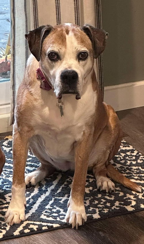 picture of the dog needing adoption