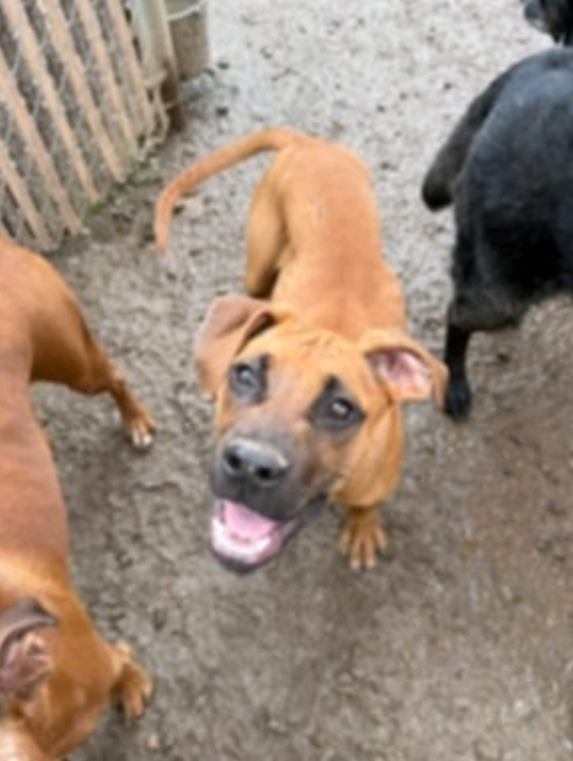 adoptable Dog in Burnsville, MN named Tucker II - ADOPTION PENDING!!!