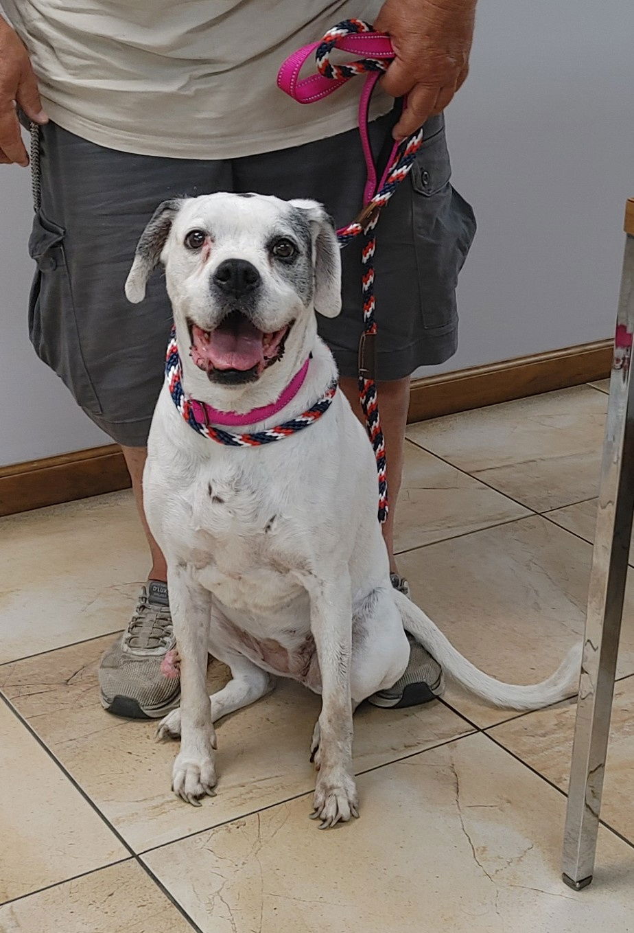 adoptable Dog in Burnsville, MN named Lilly