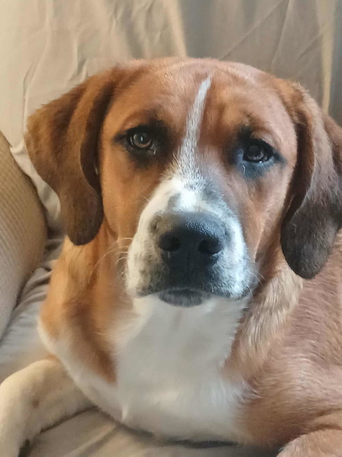 picture of the dog needing adoption
