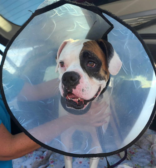 BUSTER - ADOPTION PENDING!!! - Boxer available for adoption