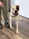 Buster - ADOPTION PENDING!!! - Photo 3