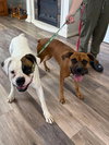 Buster - ADOPTION PENDING!!! - Photo 4