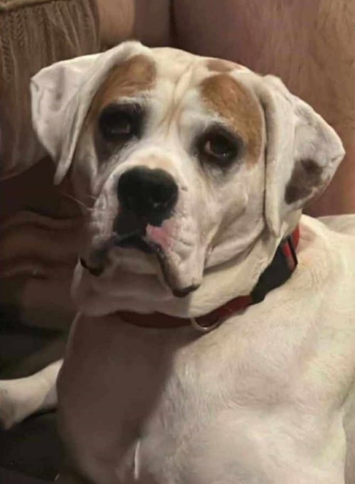 SPUD - ADOPTION PENDING!! - Boxer available for adoption