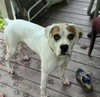 Spud - ADOPTION PENDING!! - Photo 3