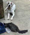 Spud - ADOPTION PENDING!! - Photo 4