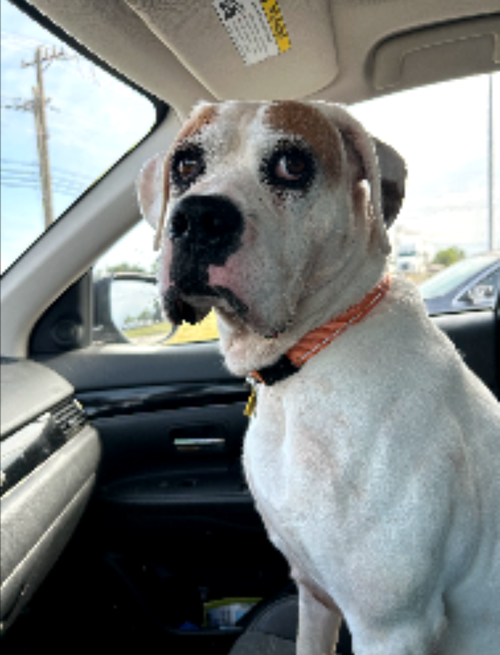 Spud - ADOPTION PENDING!! — thumbnail 5