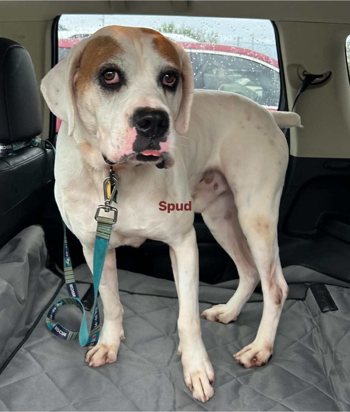 Spud - ADOPTION PENDING!!