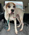 Spud - ADOPTION PENDING!! - Photo 1