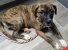 Lily - FOSTER OR ADOPT ME!! - Photo 8