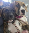 Lily - FOSTER OR ADOPT ME!! - Photo 9